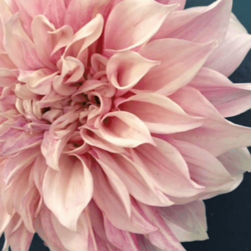 4 Reasons Florists Love Dahlias Bloom College