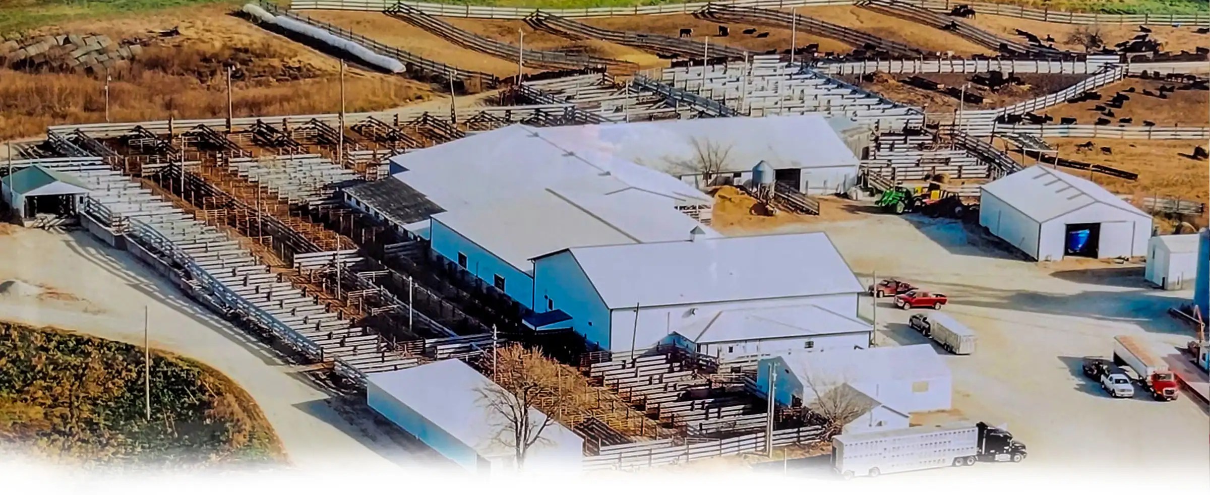 Home Bloomfield Livestock Market, Inc. Iowa Cattle