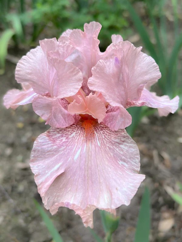 Sweetheart Iris Collection Bloom Floral