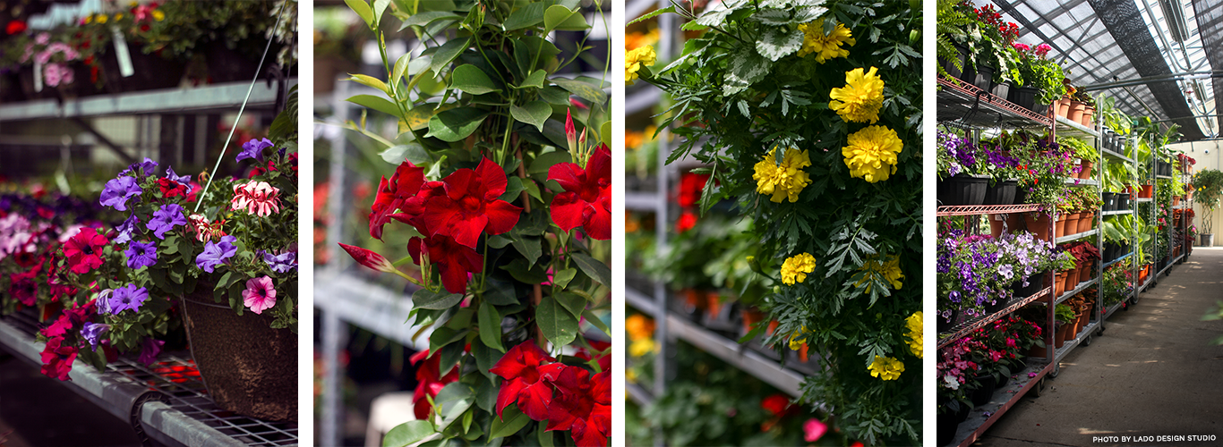 PLANTS Bloom Green