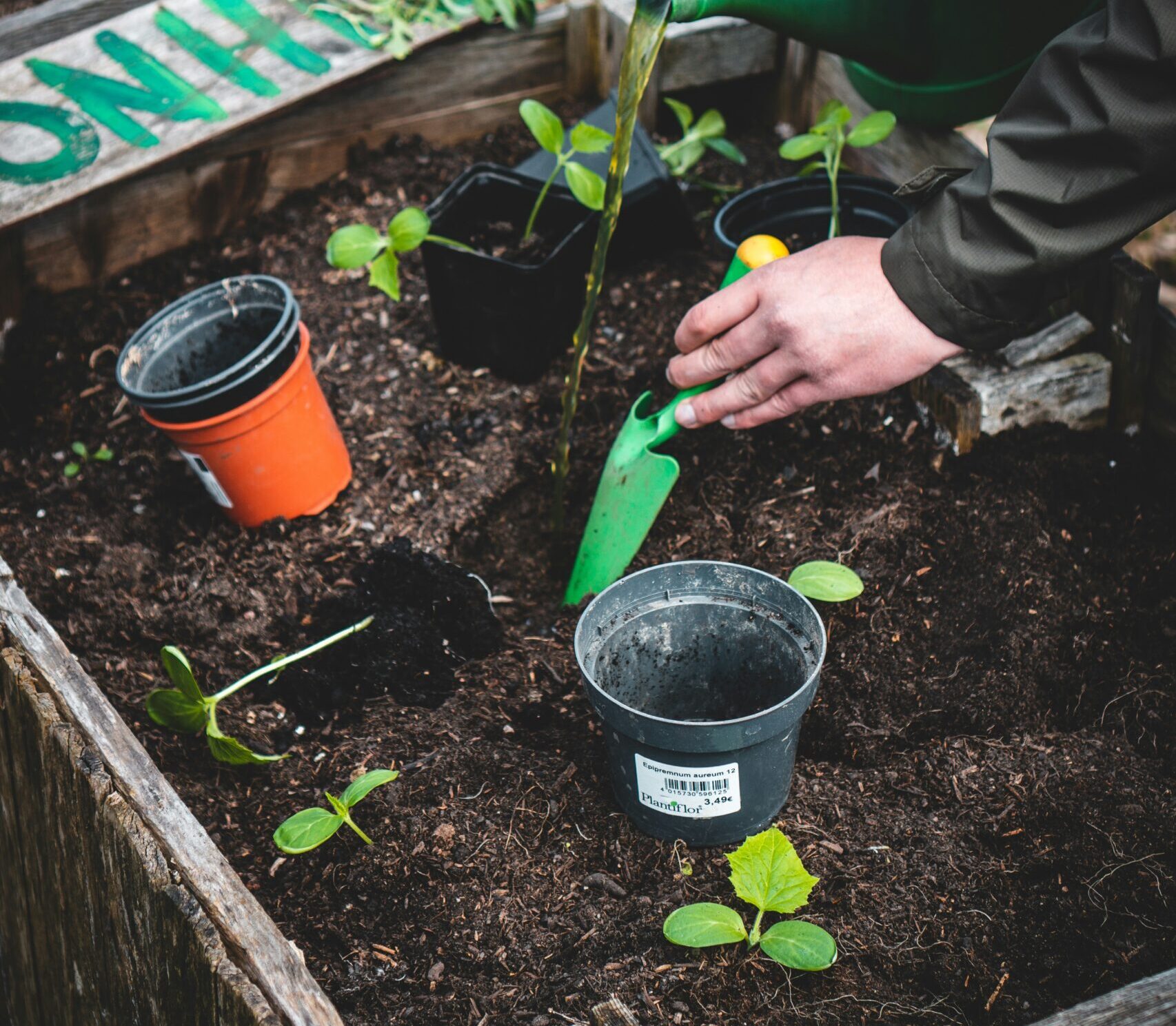 The Top 10 Native Plants for Ontario Gardens and Their Benefits Bloom