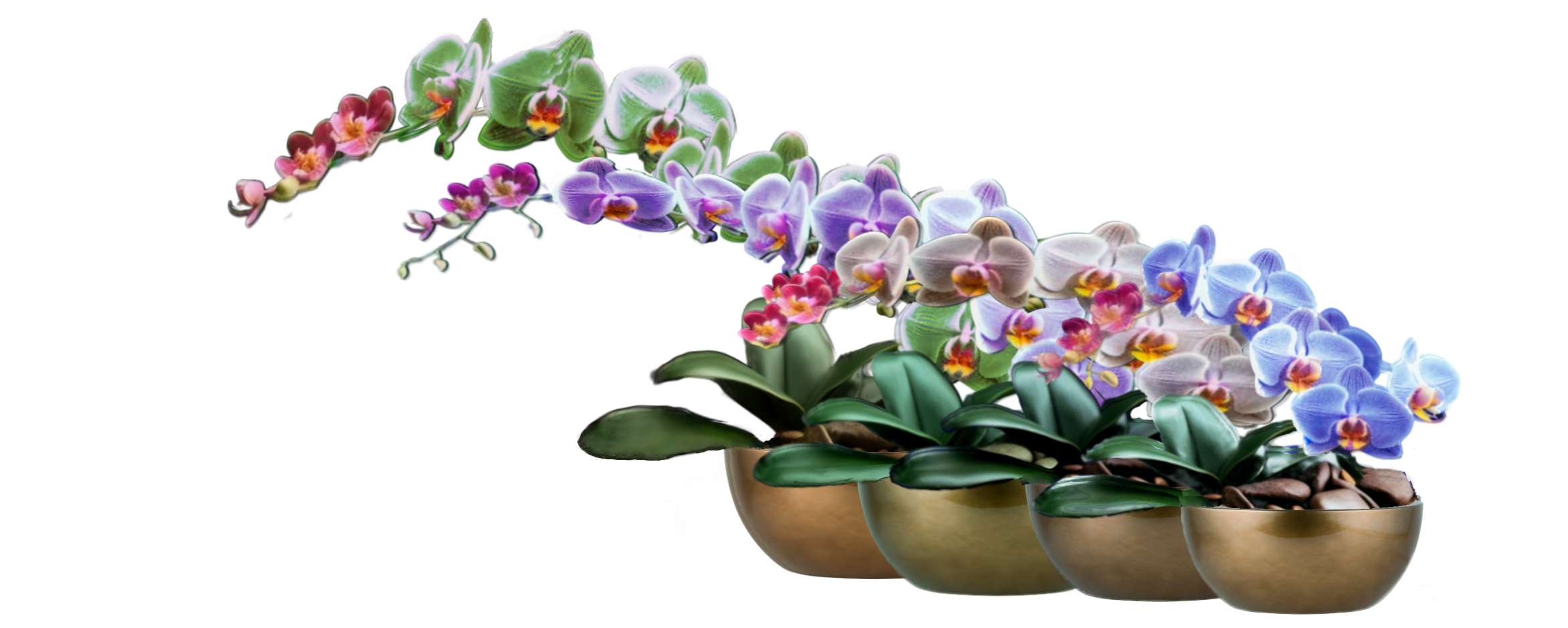 The Orchid Cometh Bloom House NY