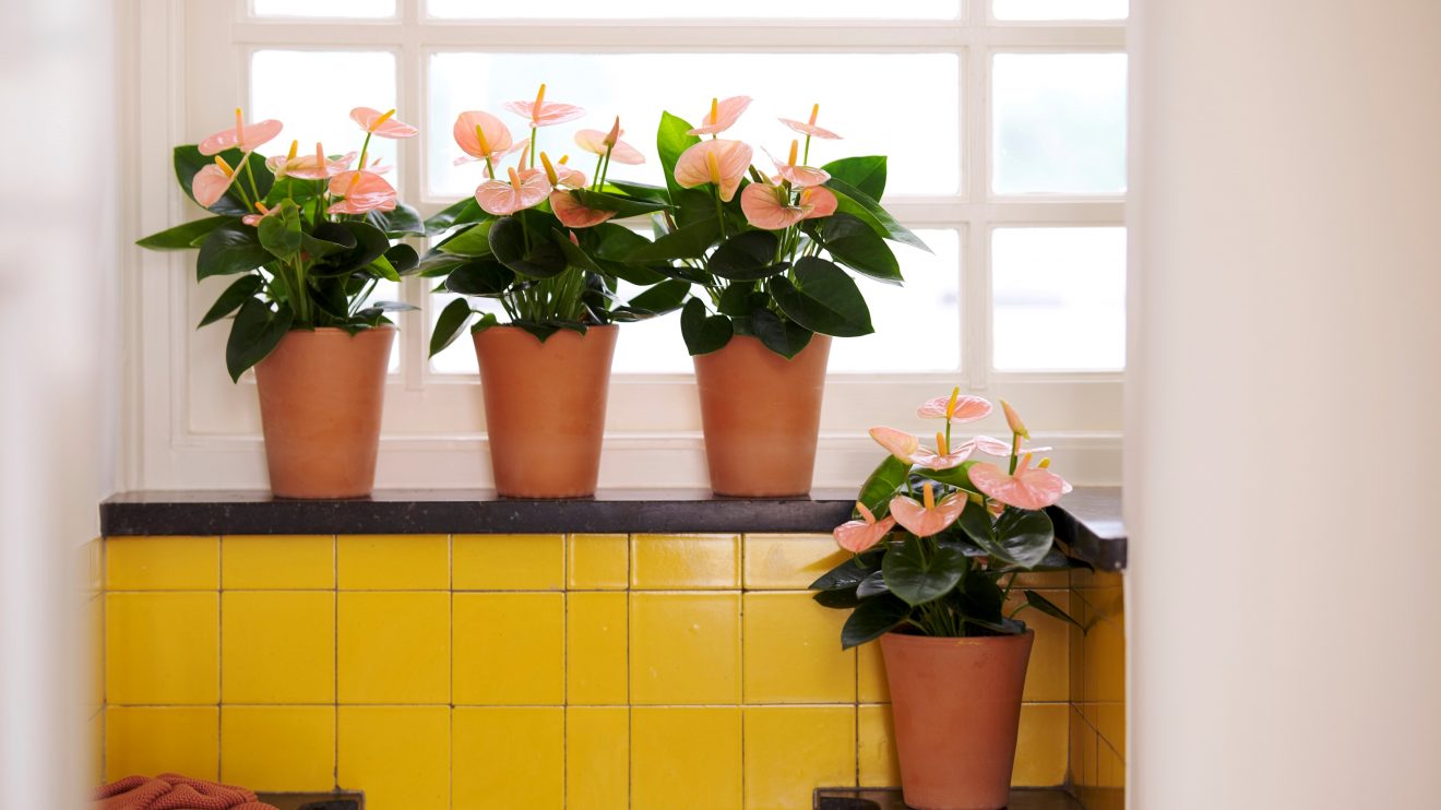The 4 best places to put an orchid in your home