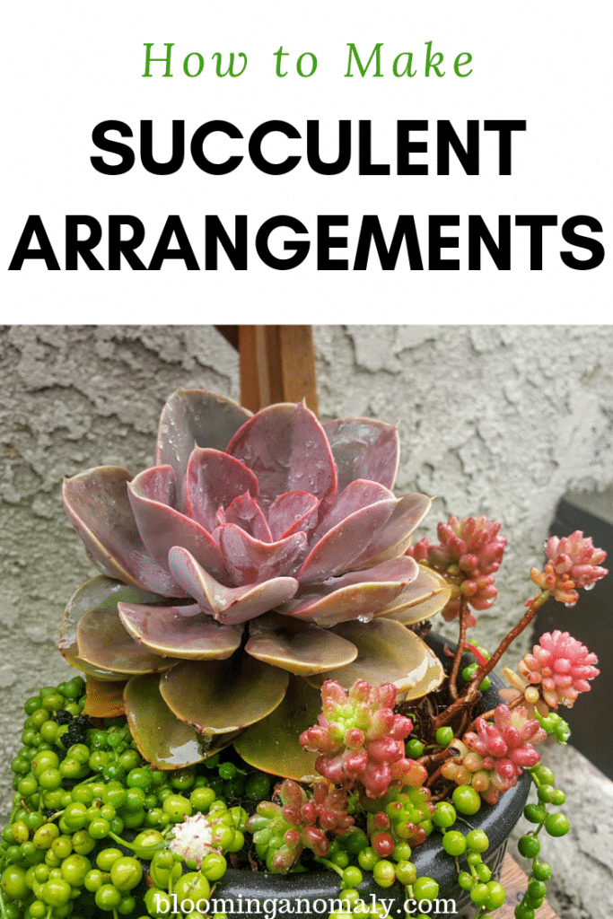 How to Make Succulent Arrangements Blooming Anomaly