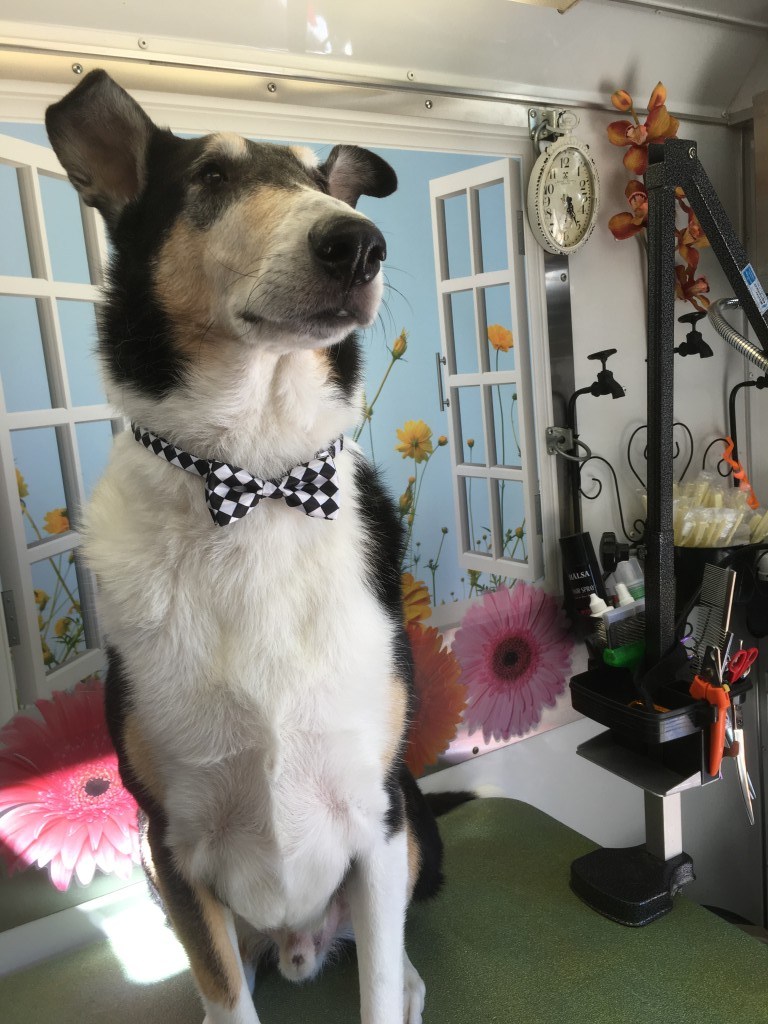 20161202 copy Blooming Mobile Grooming