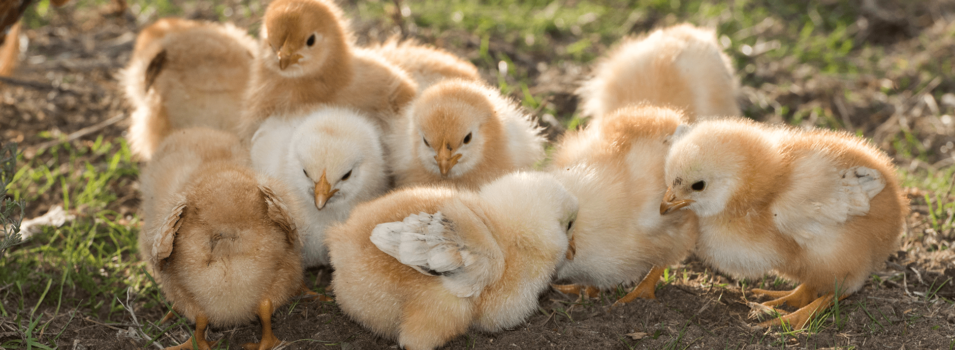 Growing our brood of chickens is a staple for the growth of our homestead.