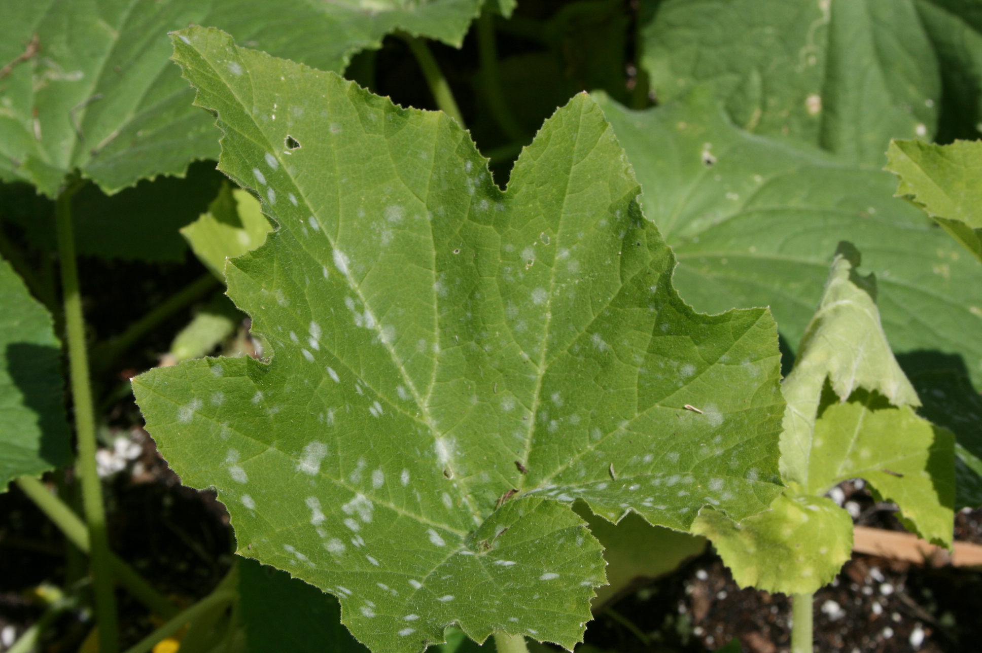 Mold Spots On Potatoes As long as the area with the.