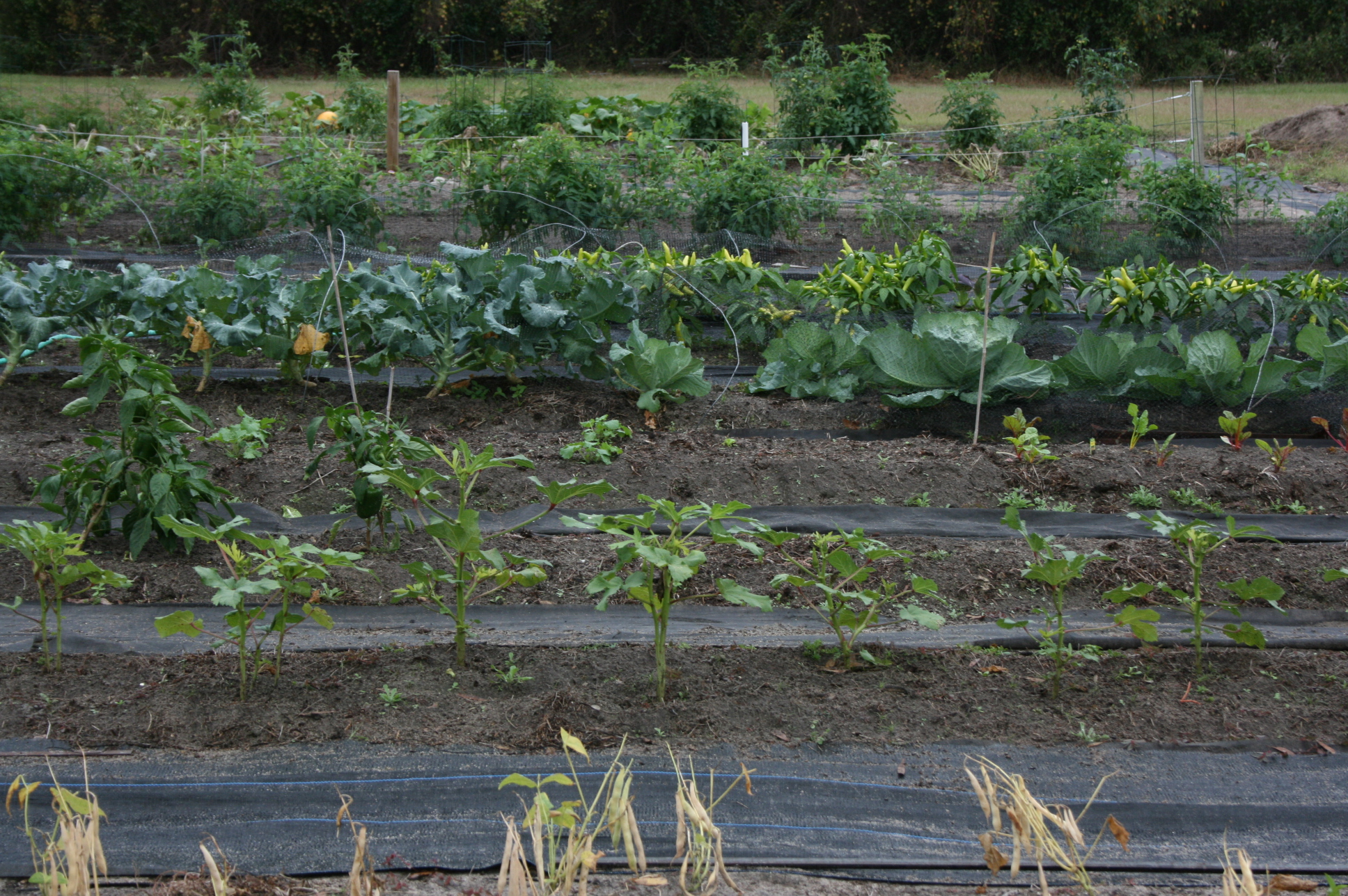 Garden Guide for Easy Vegetables and Gardening Beginners