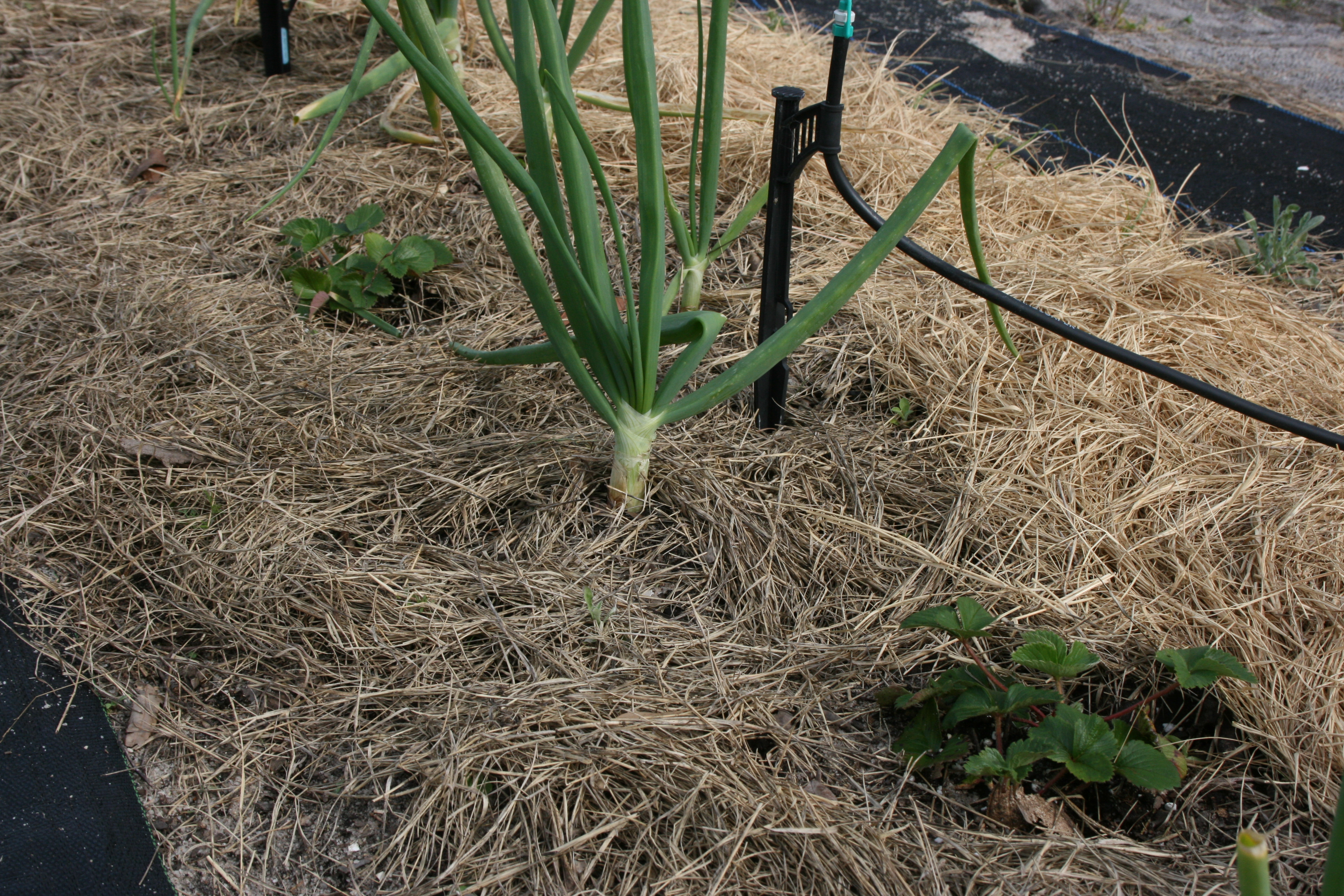 18+ Stupendous Sweet Potato Companion Plants Inspiratif Design