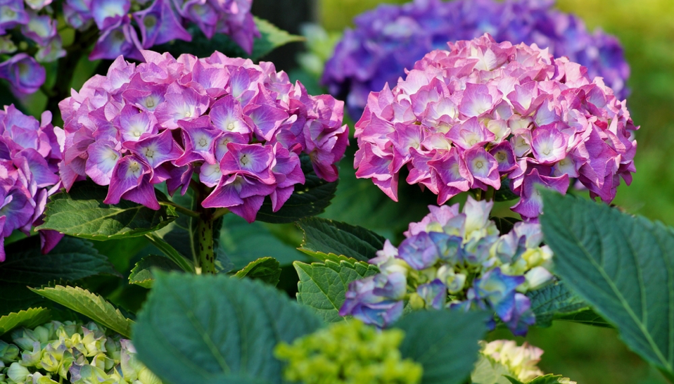 BloomIQ