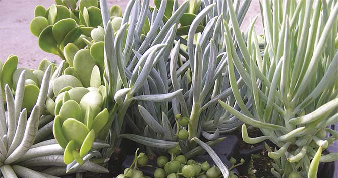 Tall Succulent Plant Types Best Succulent Ideas
