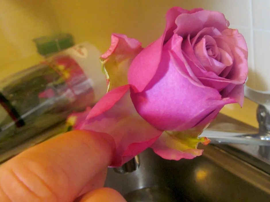 Flower Preparation and Care Blooms By The Box