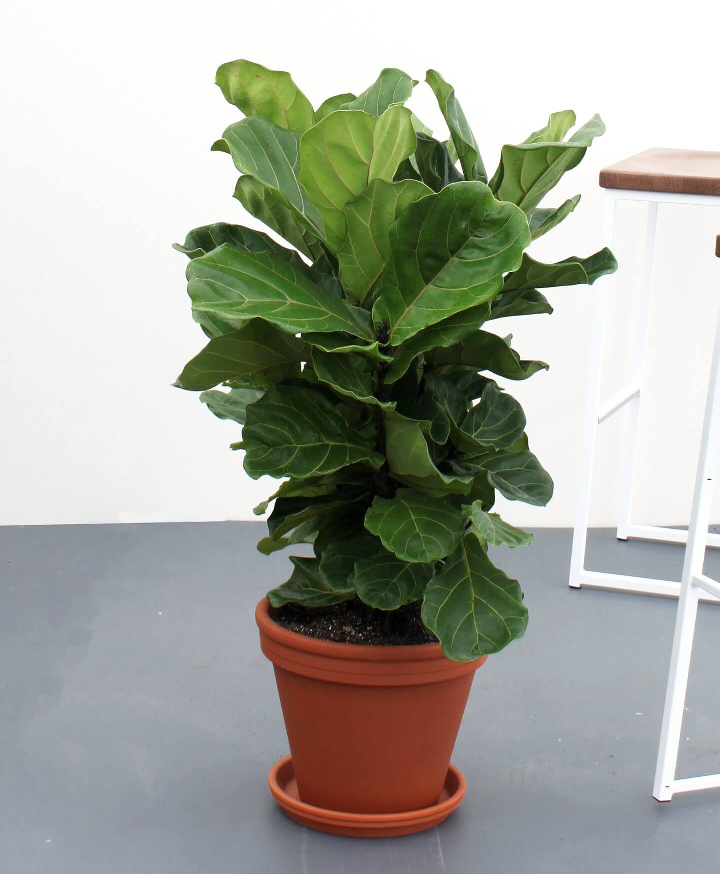 Buy Large, Potted Fiddle Leaf Fig Indoor Plant Bloomscape