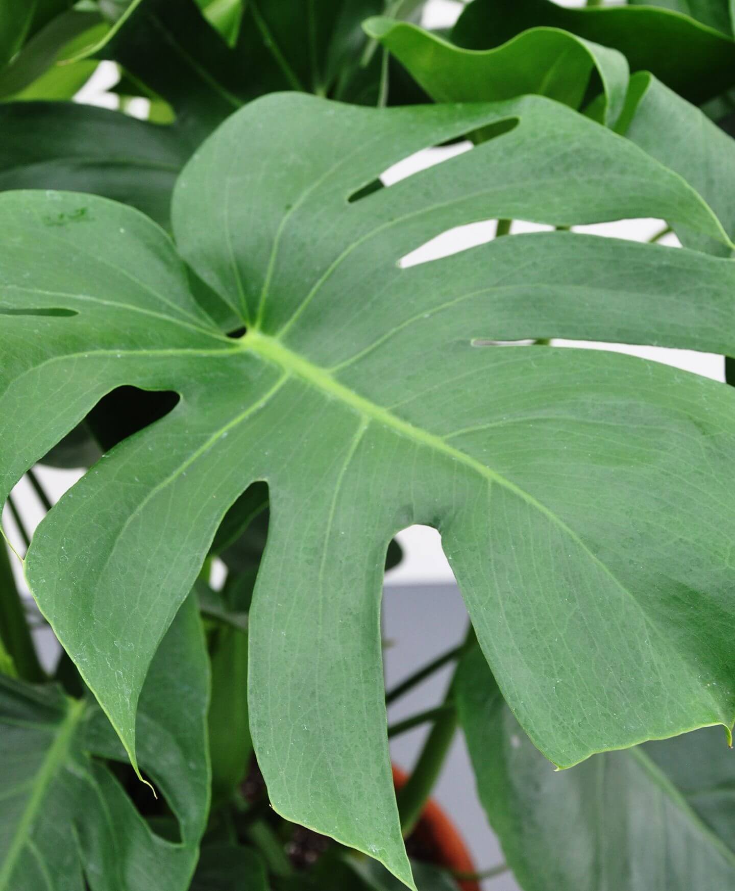 Buy Large, Potted Monstera Indoor Plant Bloomscape