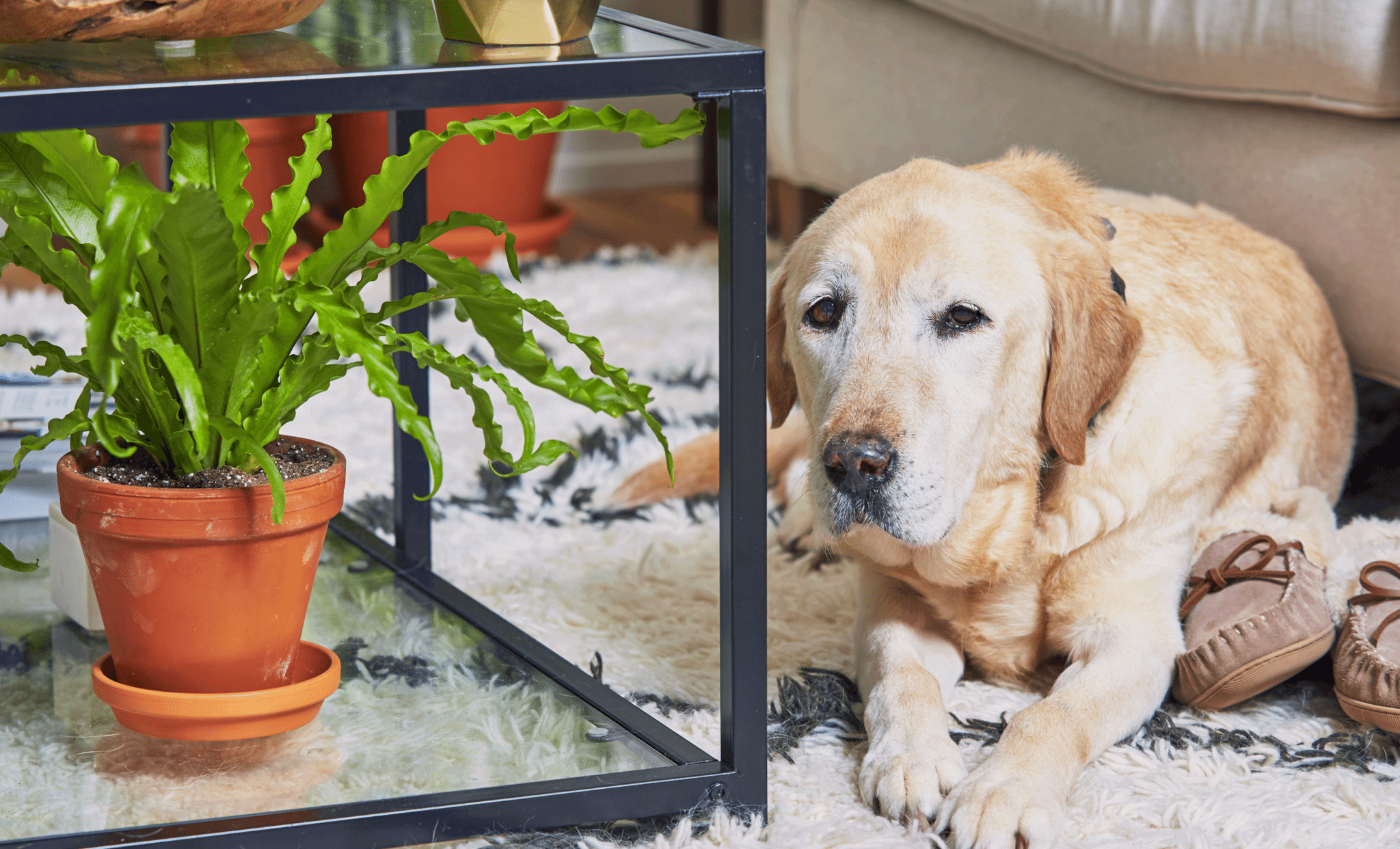 Indoor plants safe for cats and dogs Bloomscape