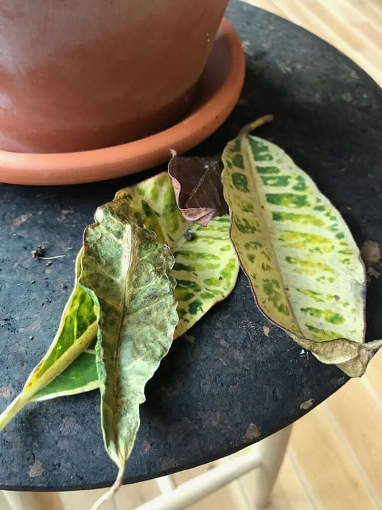 Plant Care What's Wrong With My Croton Petra? Bloomscape