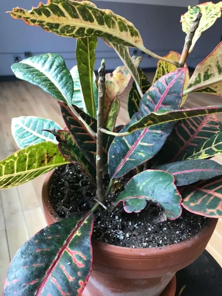 Croton Petra Care Leaf Can You Grow Croton Plants Indoors Sunday