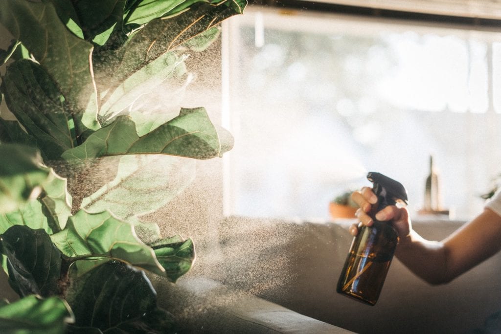 How to Increase the Humidity for Your Houseplants Bloomscape