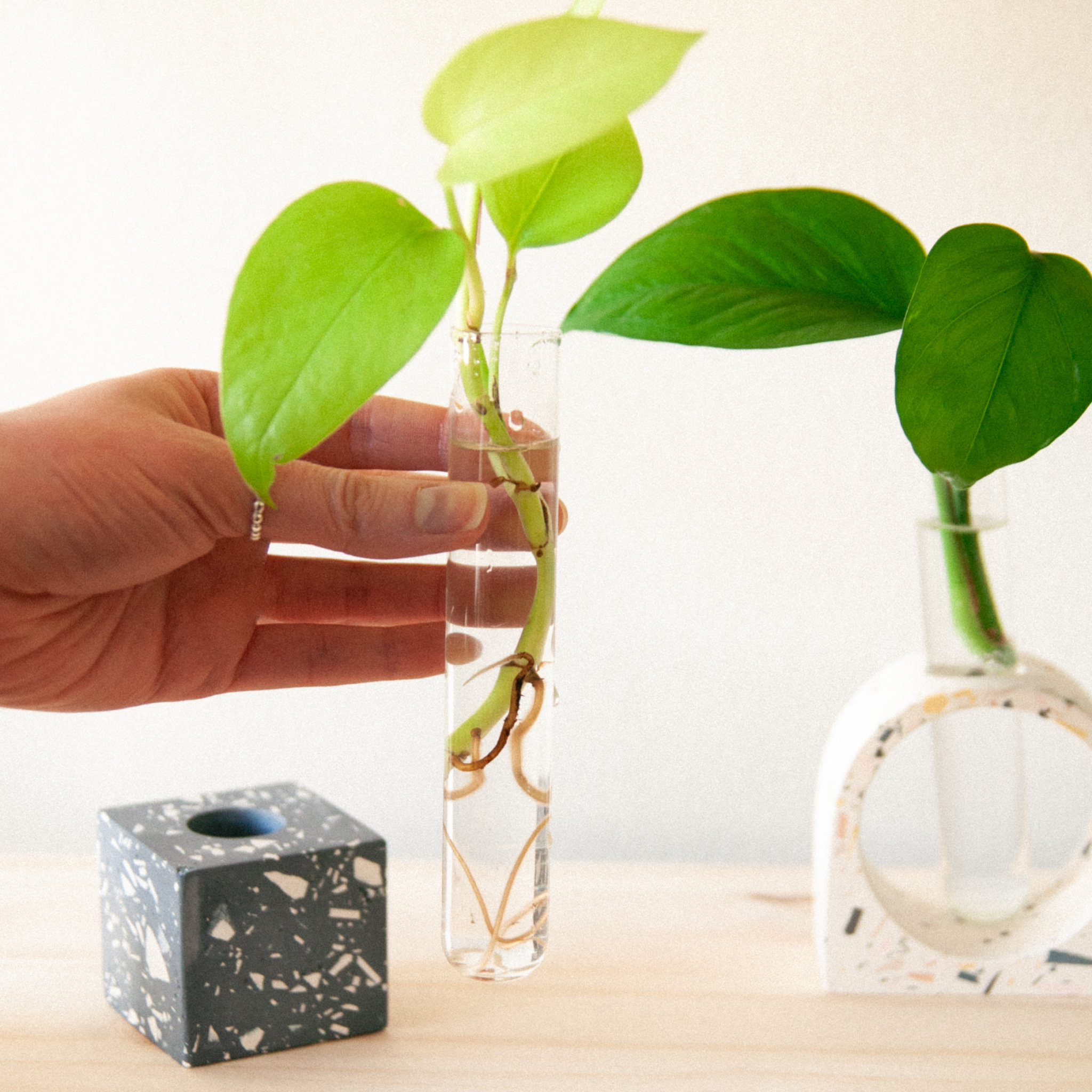 How to Propagate Trailing Plants in Water or Soil Bloomscape