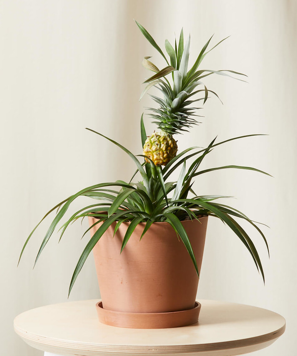 Buy Potted Bromeliad Pineapple Indoor Plant Bloomscape