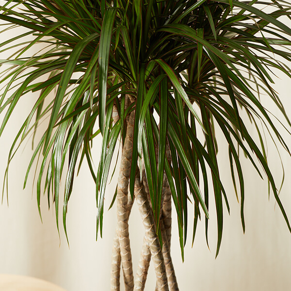 Dracaena Pflanzenpflege Licht Information