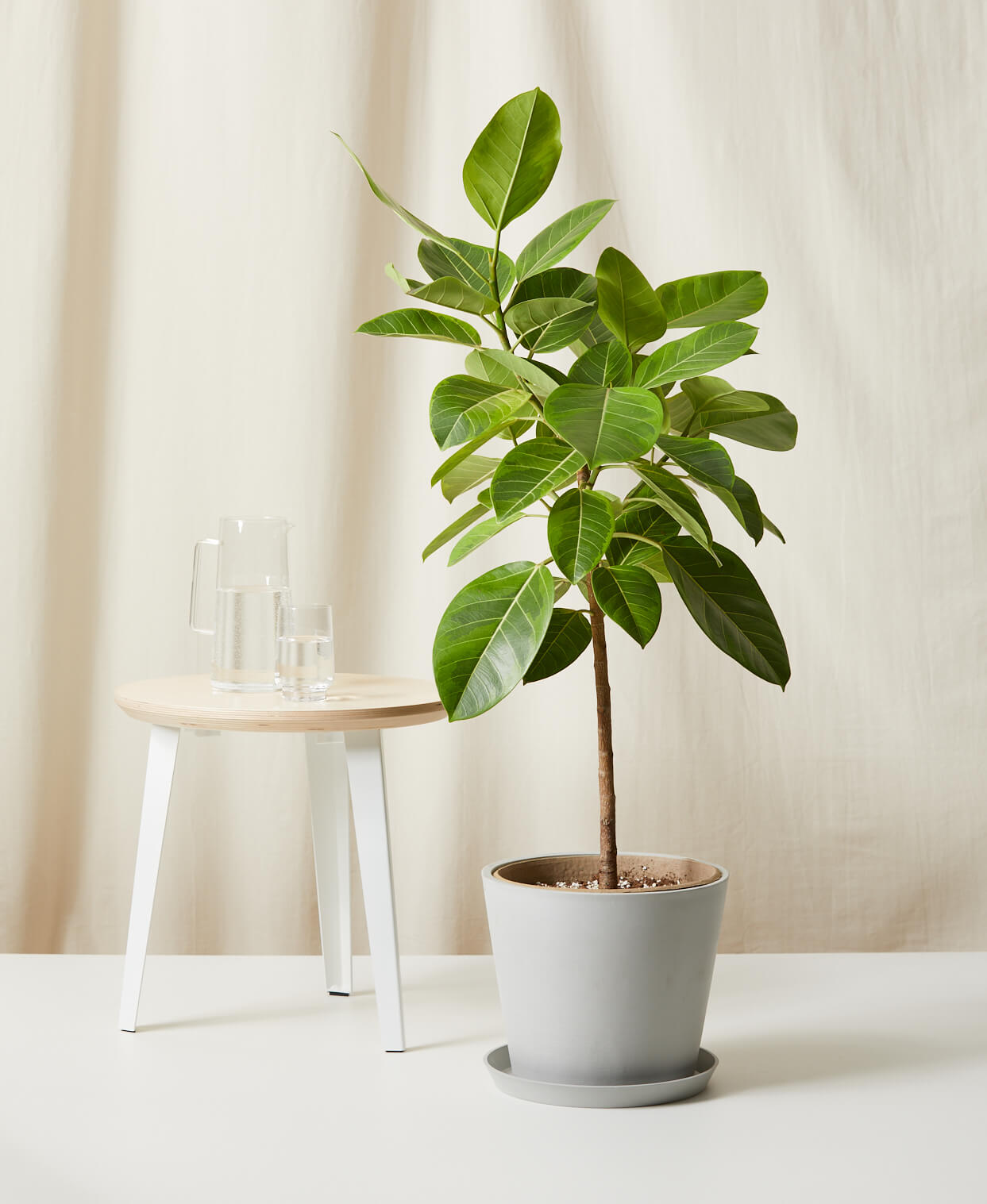 Real Indoor Ficus Tree