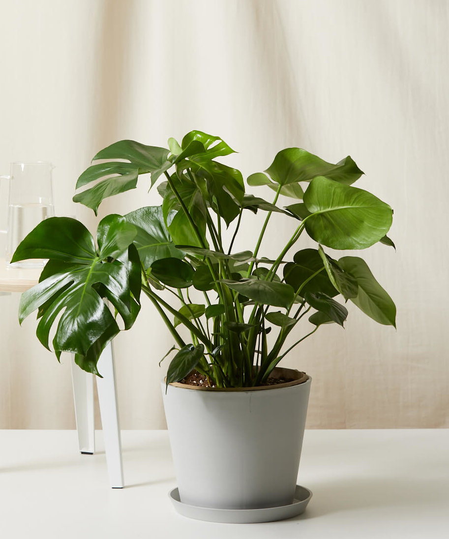 Monstera Leaf In Vase