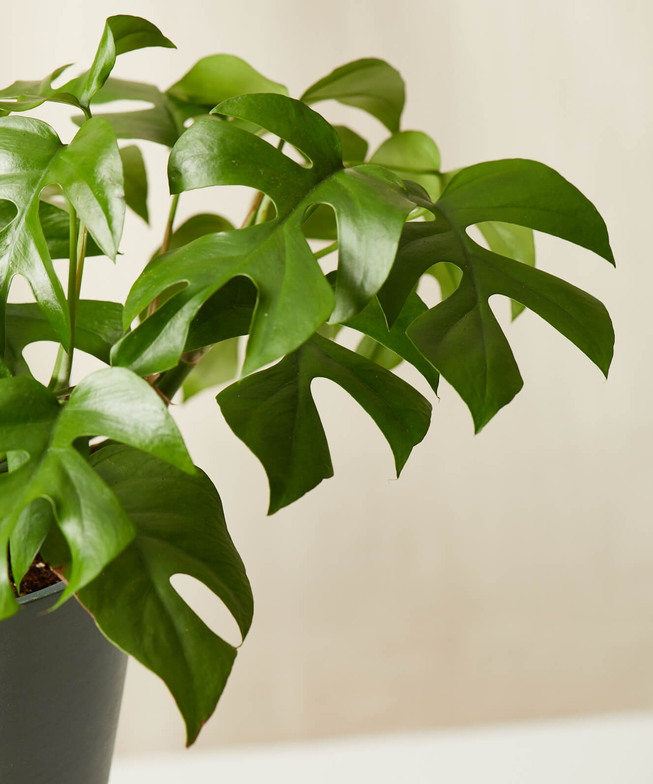 Money Tree Leaves Drooping And Curling Why Your Chinese Money Plant S