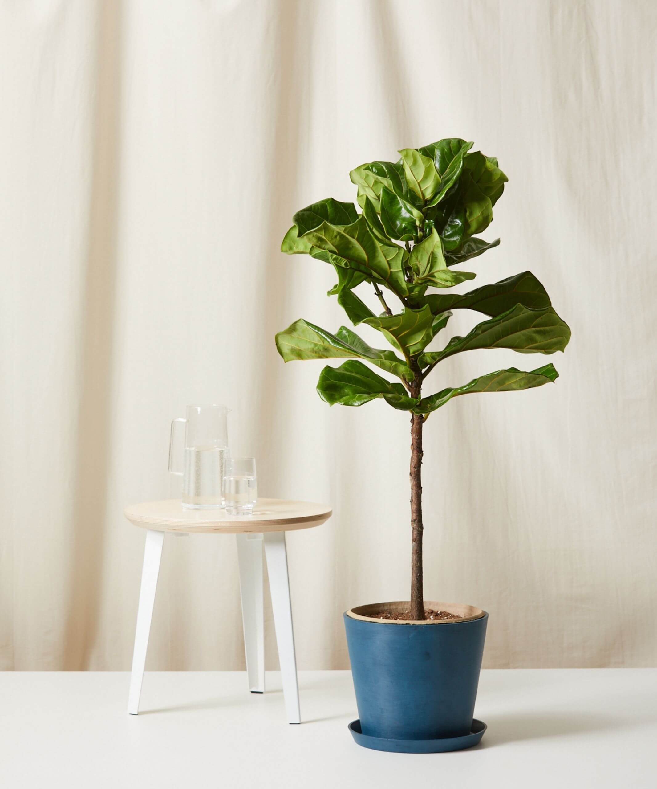 Are Fiddle Leaf Figs Safe For Dogs