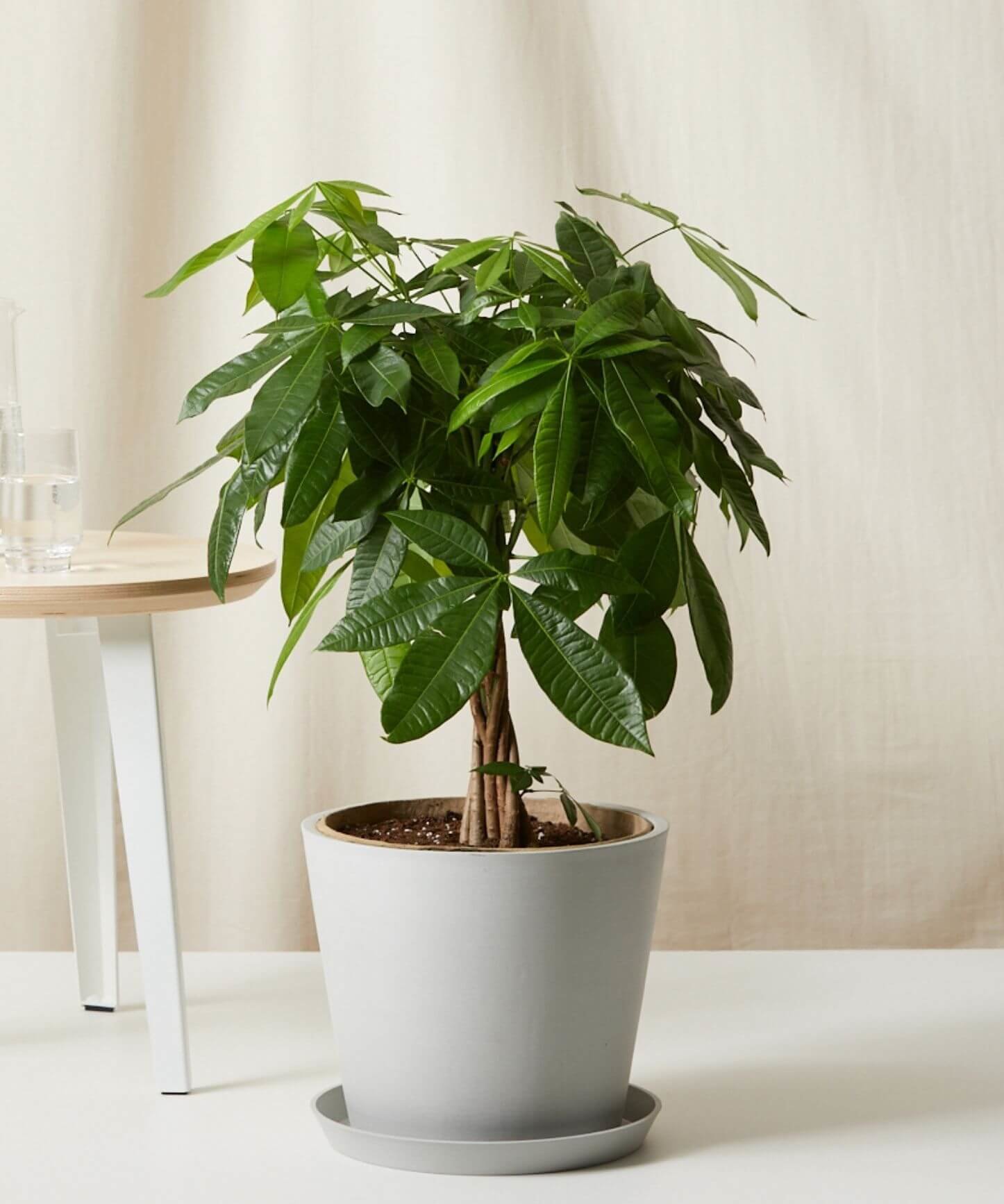 Braided Money Tree Near Me 9 Tips For Encouraging Bigger