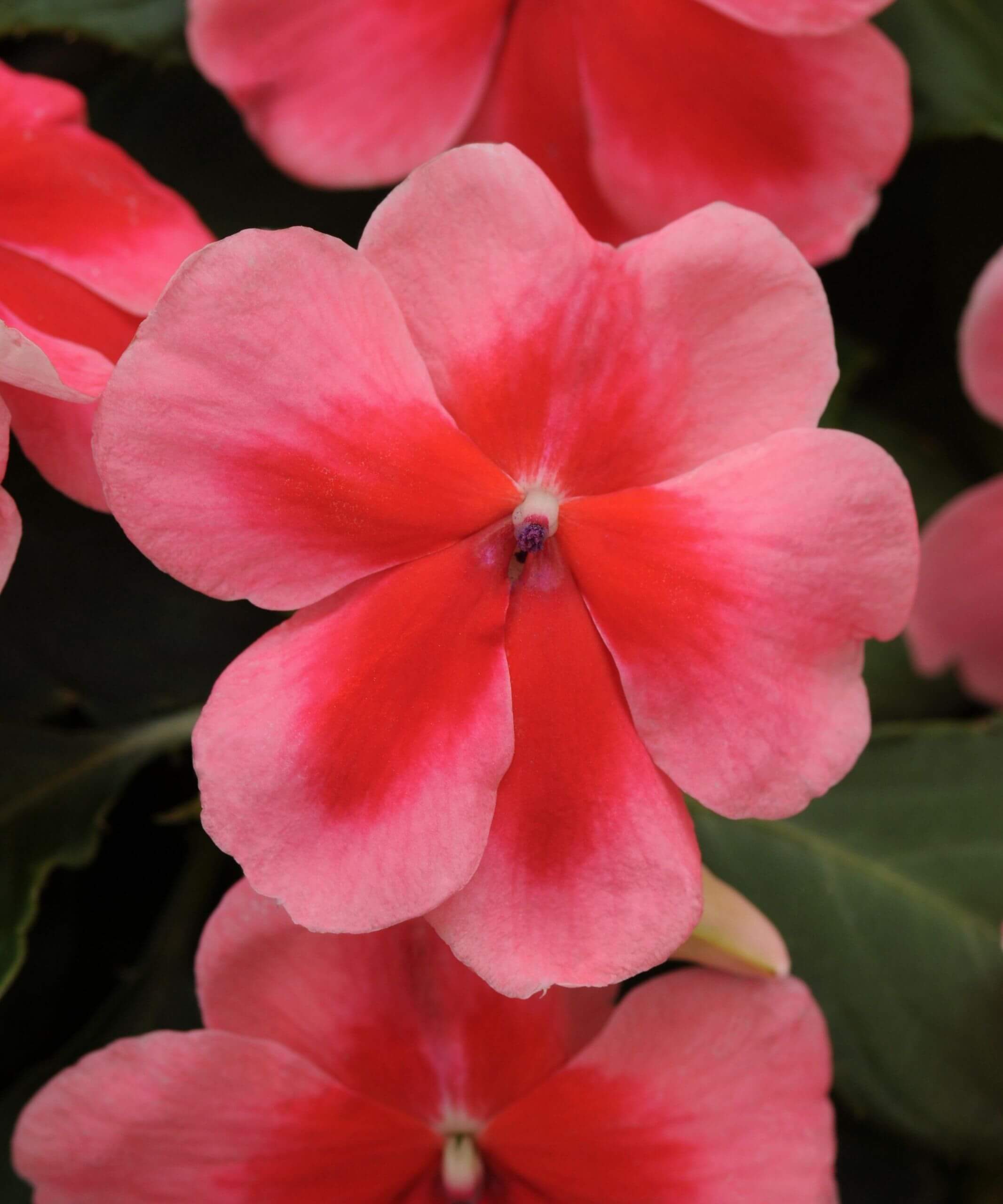 Impatiens Care Guide Bloomscape