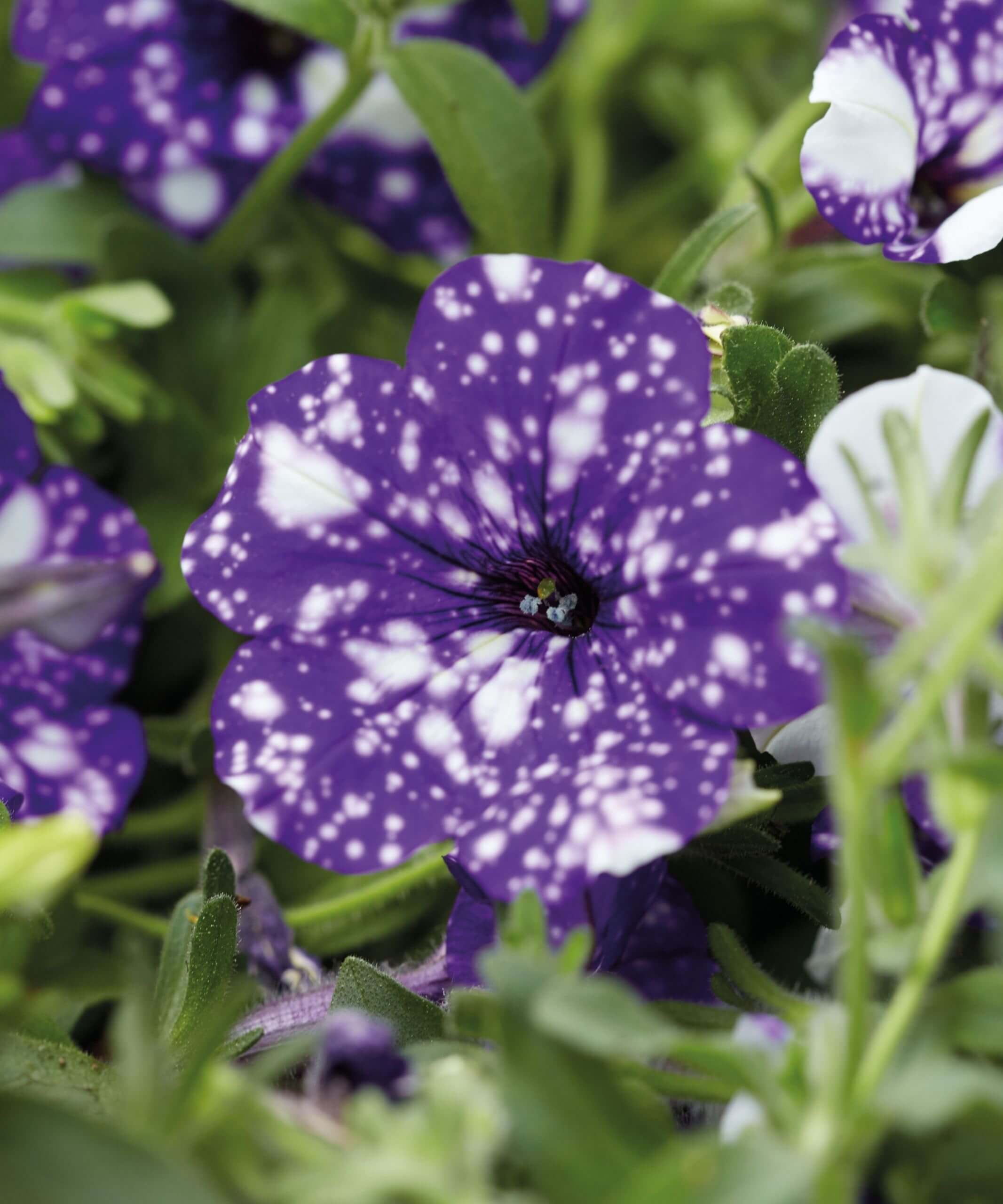 Outdoor Purple Petunia Annuals Bloomscape