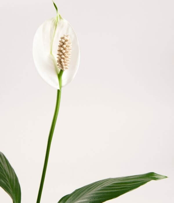 Why are the leaves on my Peace Lily drooping? Bloomscape