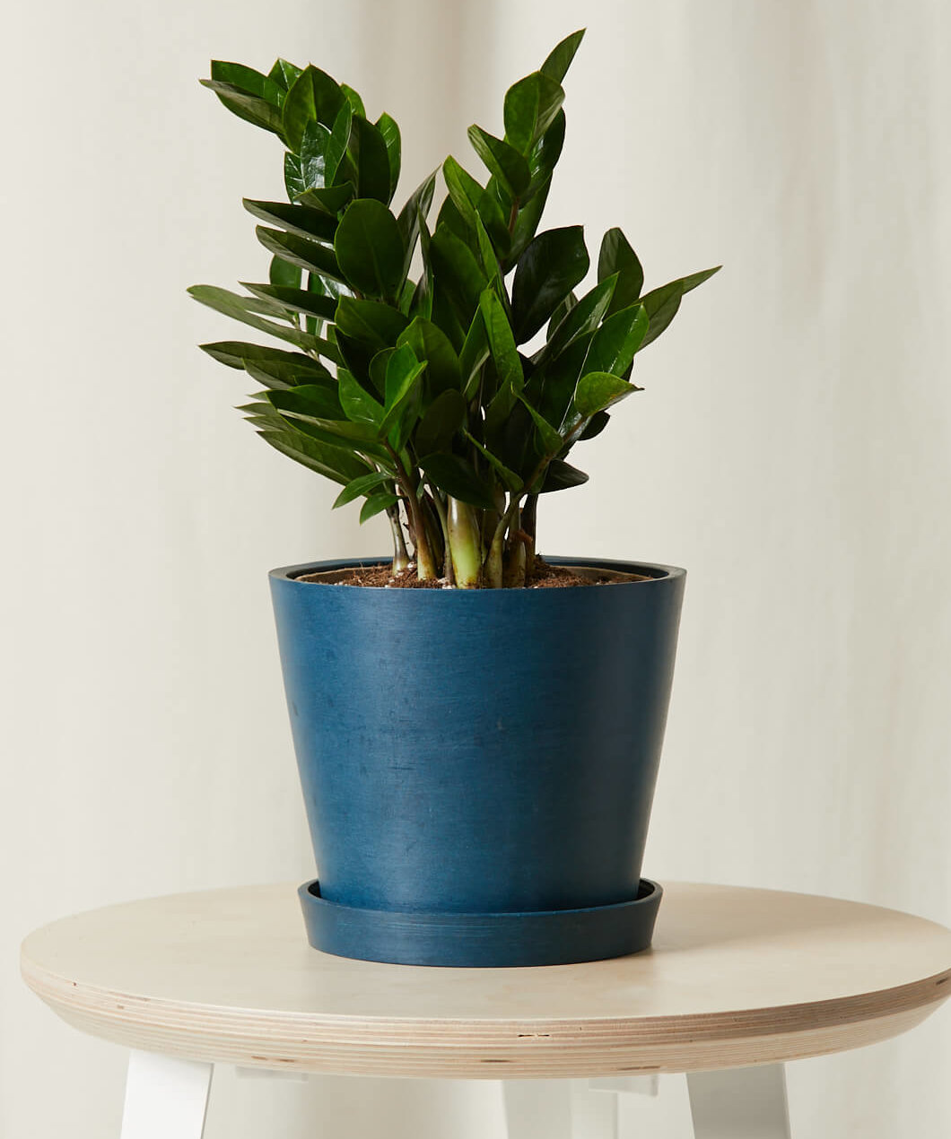 Buy a Potted ZZ Plant Bloomscape