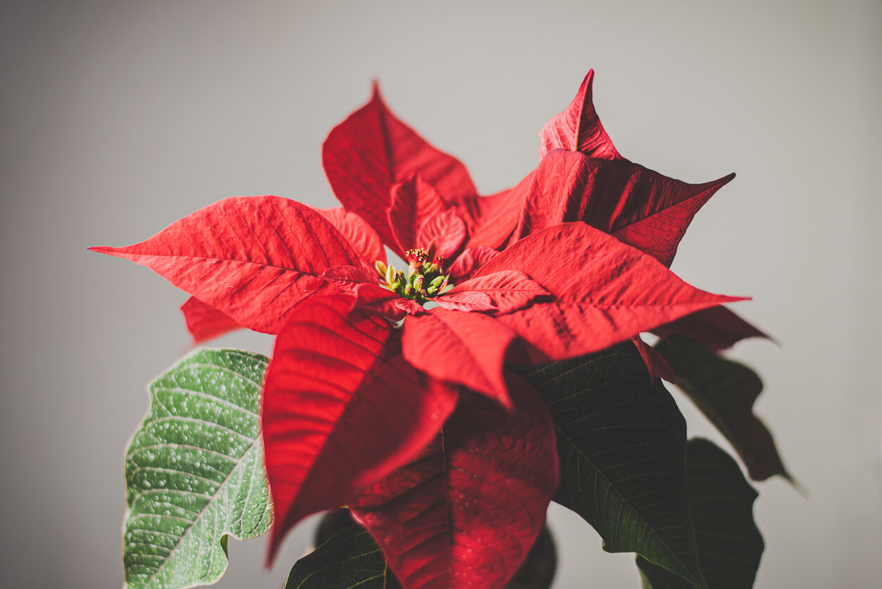 Why is my Poinsettia wilting? Bloomscape