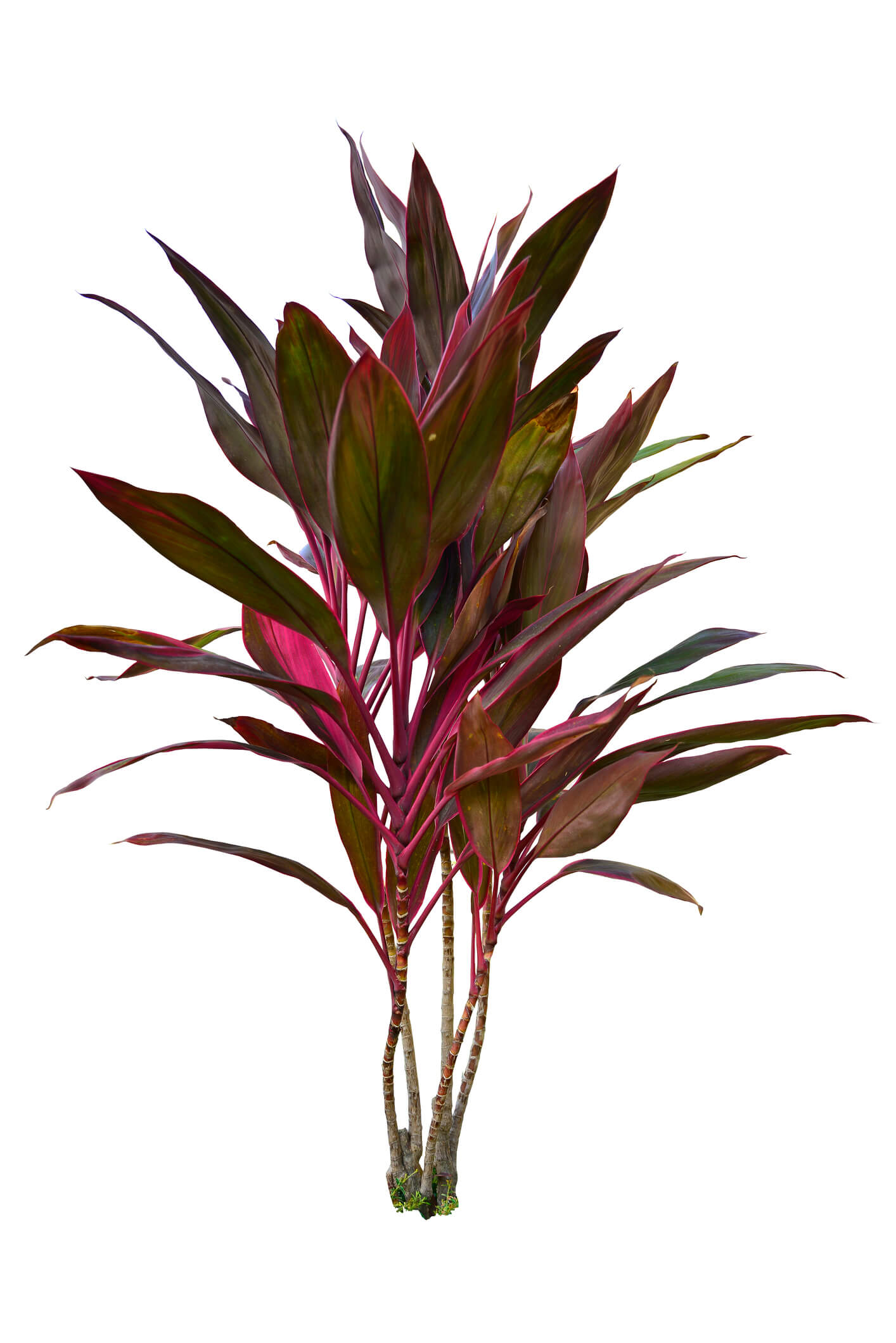 Is Cordyline Toxic To Dogs