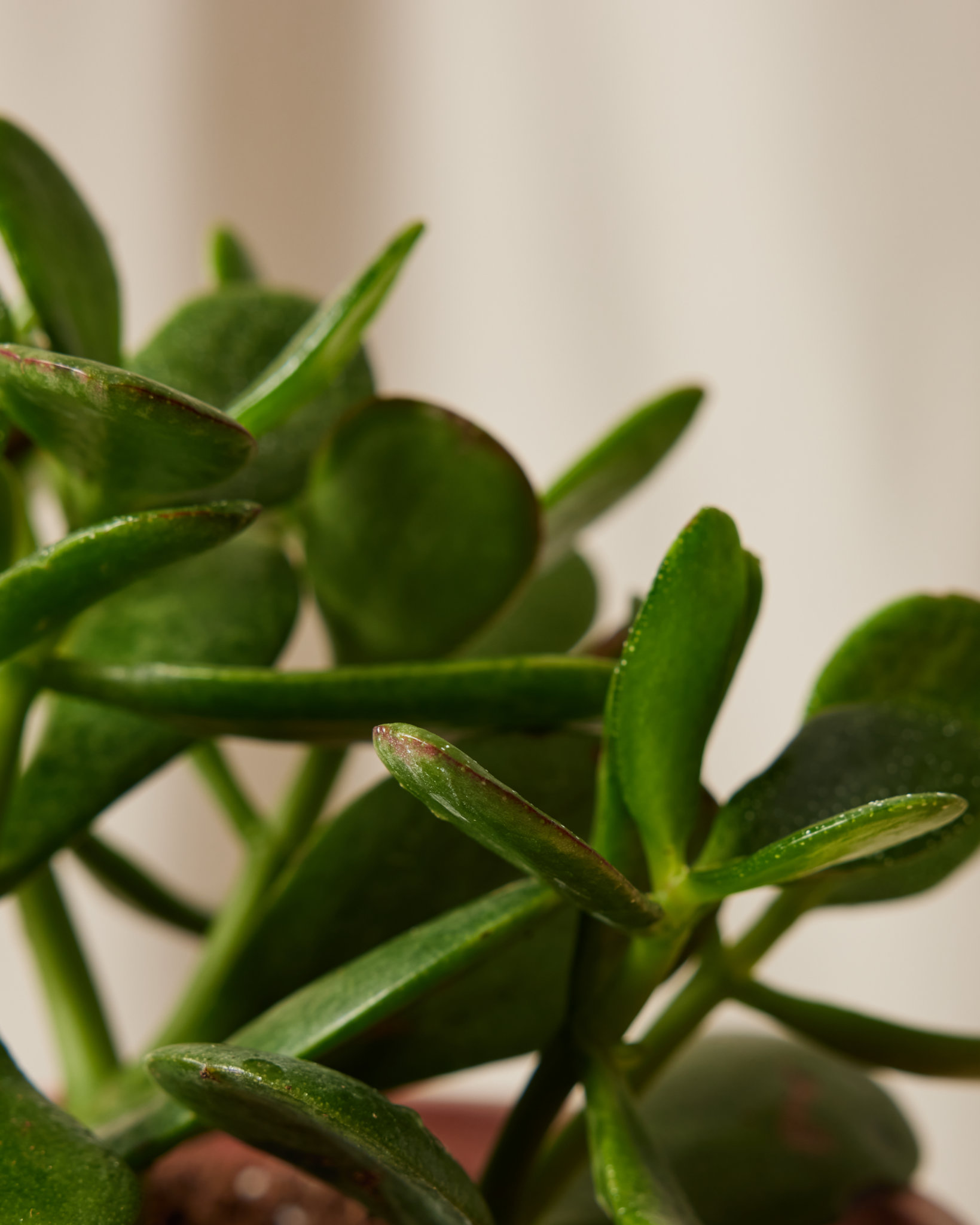 Buy Potted Jade Plant Indoor Plant Bloomscape