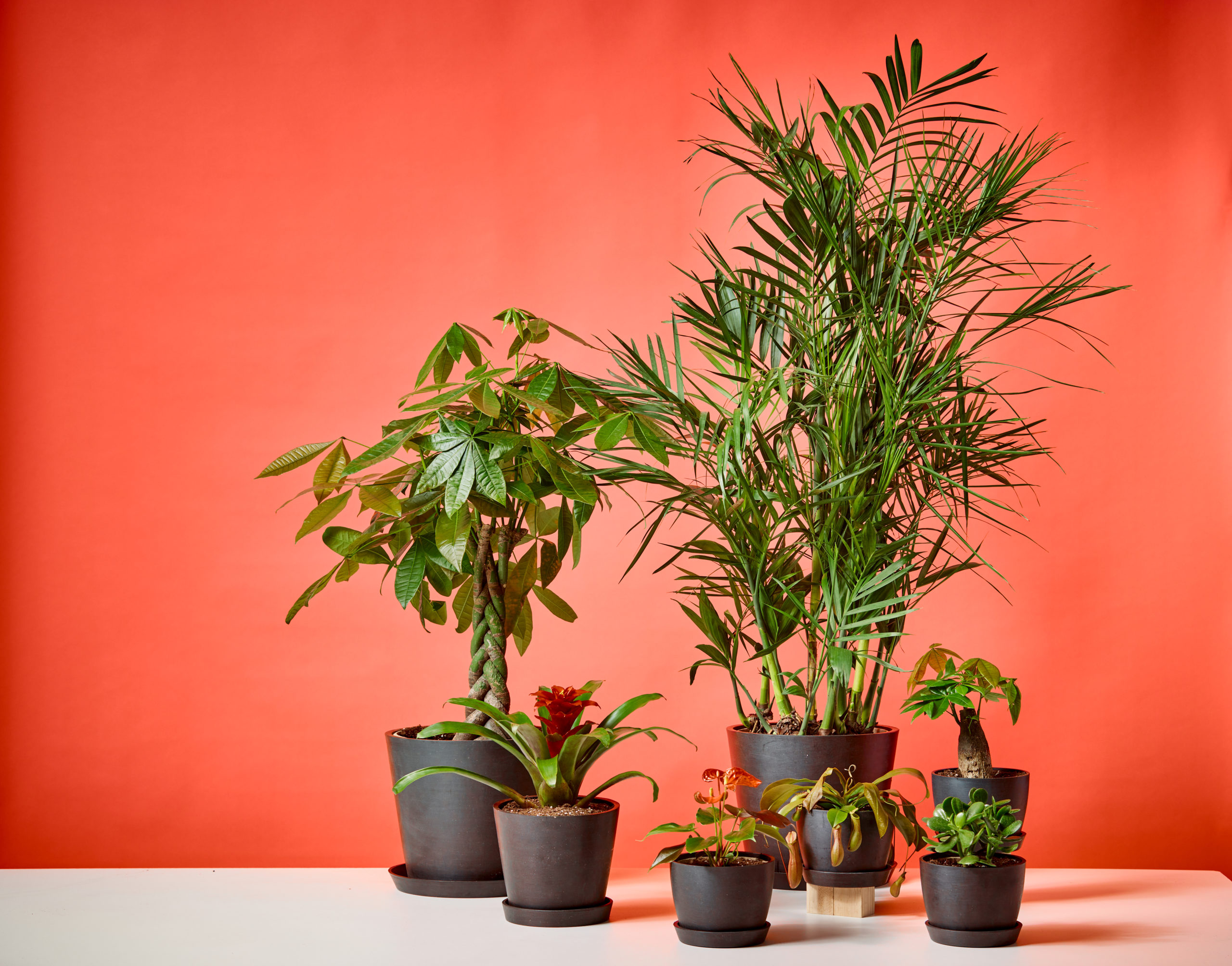 Chinese Plants For Luck