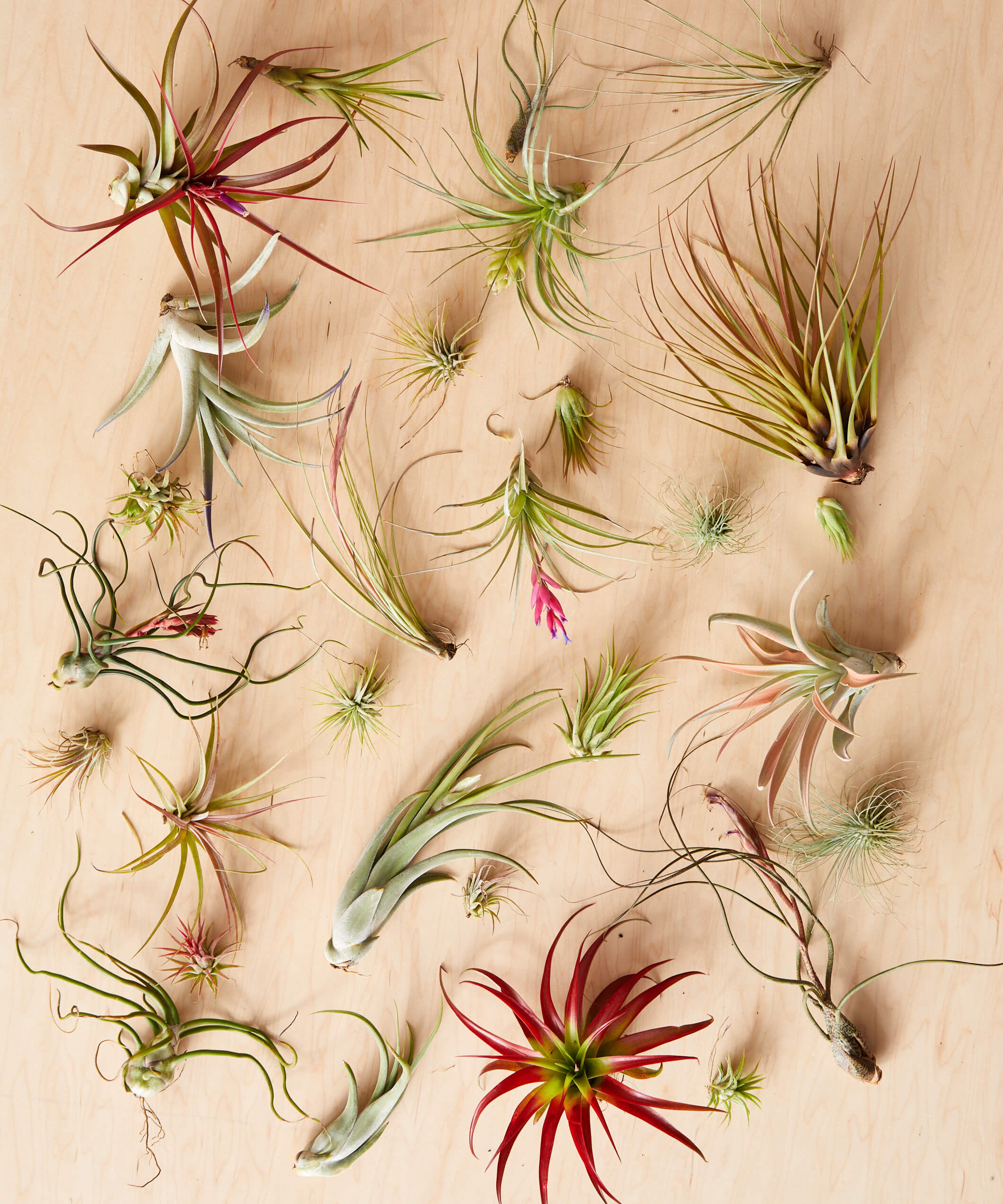 The Gardener's Guide to Air Plant Growth and Care
