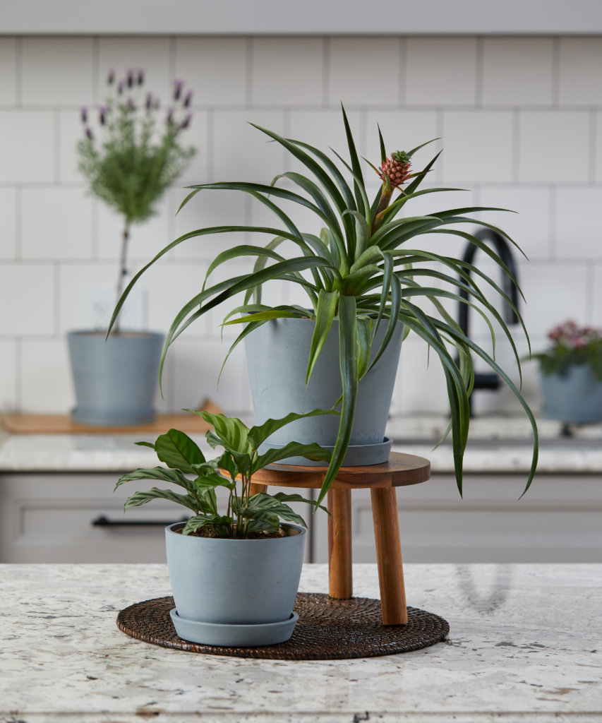 The Best Plants for Your Kitchen Bloomscape