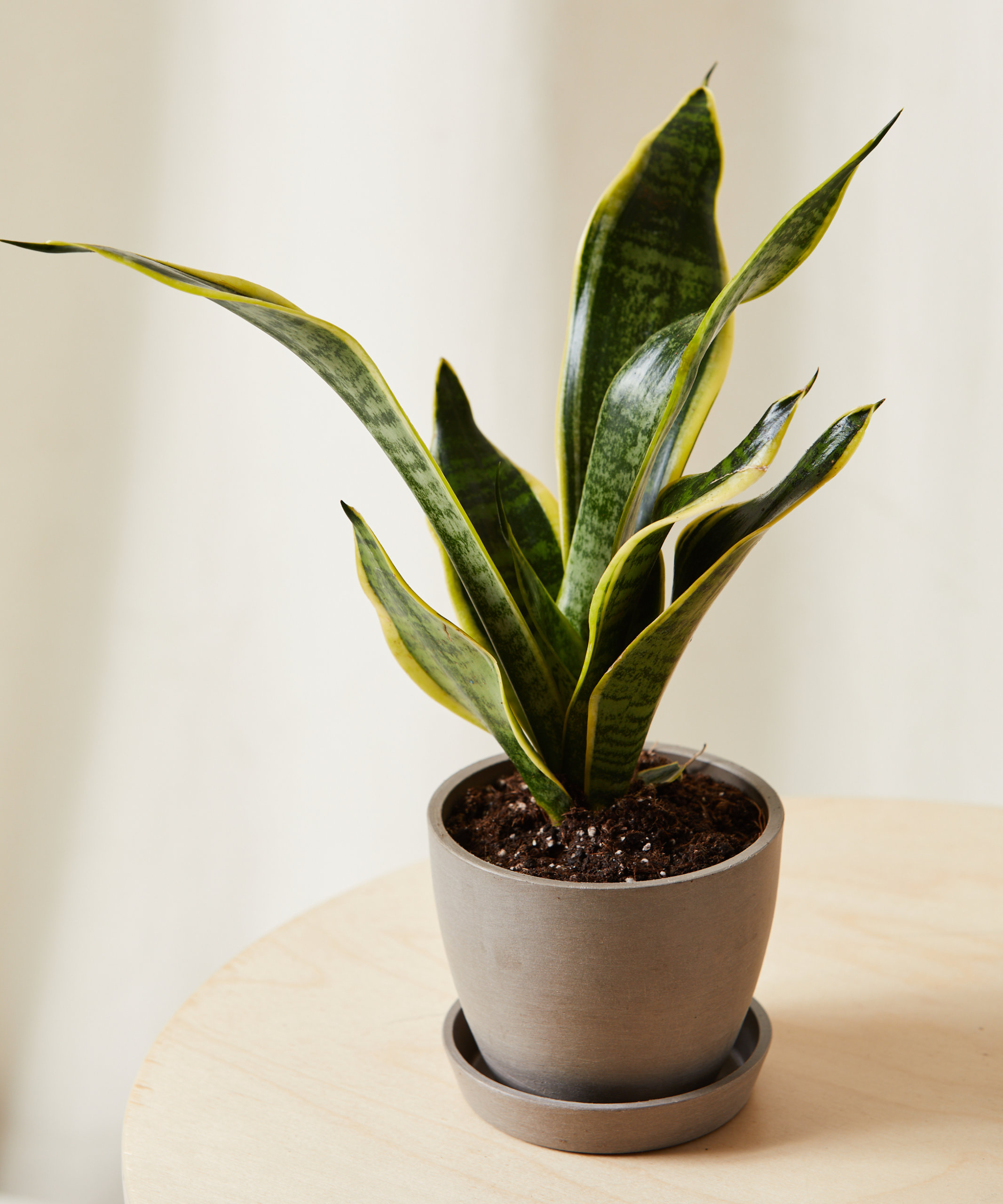 SANSEVIERIA TRIFASCIATA Potted Plant Motherinlaw's Tongue