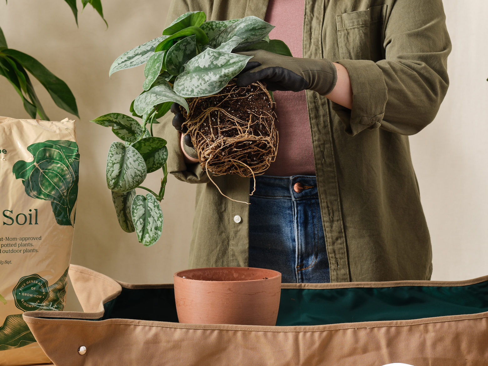 GrowHow® Tip Why Is My Plant Dropping Leaves? Bloomscape