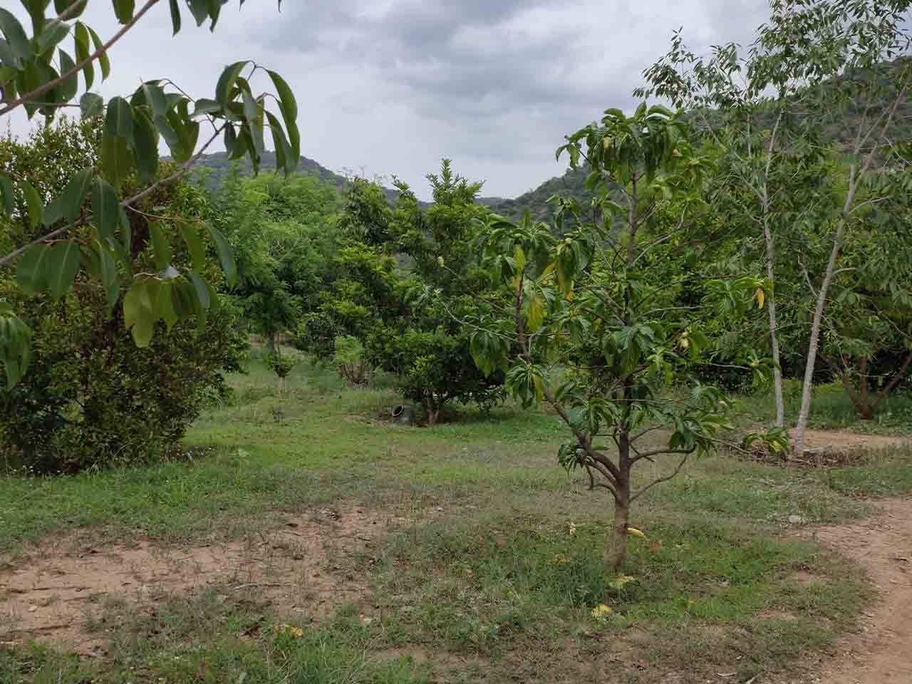 Affordable farmland for sale in Bangalore, Hosur Eco Farm