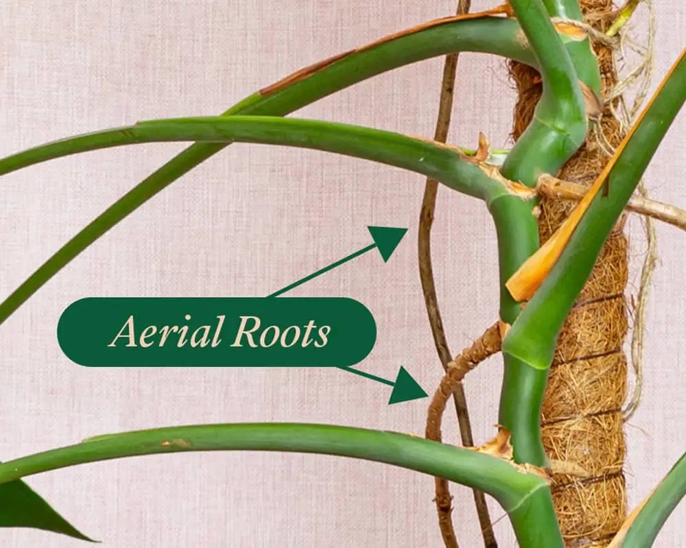 Dealing with Monstera Aerial Roots Do You Need to Cut it? Bloomsprouts