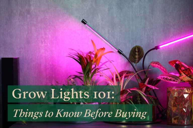 Grow Lights for Houseplants 101 Things to Know Before Buying