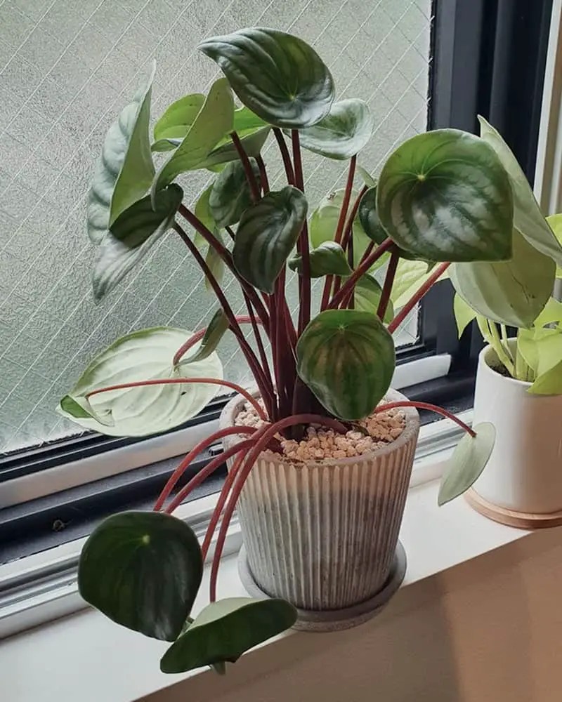 8 Reasons Why Peperomia Leaves are Drooping How to Fix Them