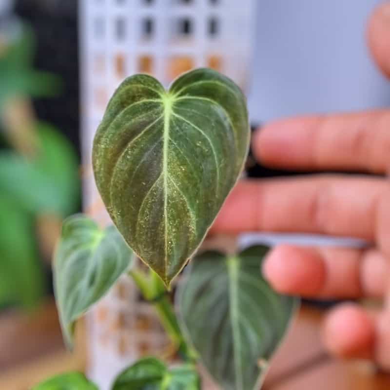 7 Reasons Philodendron Leaves Turn Yellow & How to Fix It. Bloomsprouts