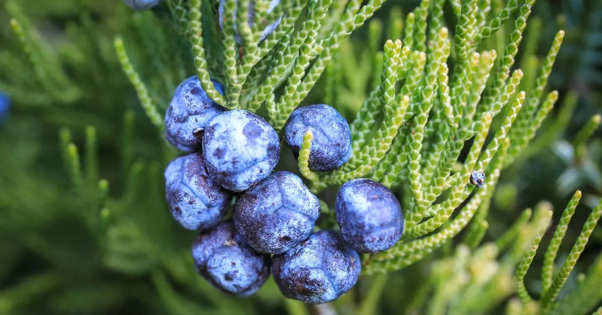 Unlocking the Aromatic Secrets Juniper Berries in Perfumery!