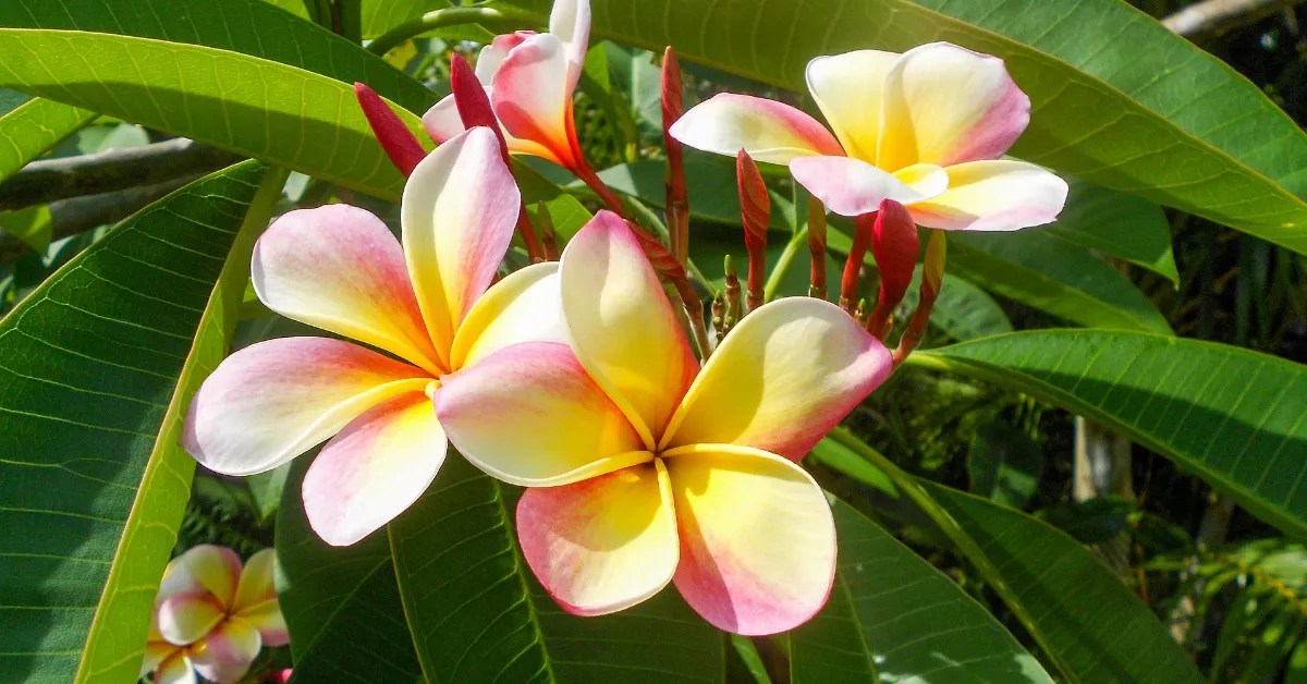 Plumeria in Perfumery Unlocking Fragrant Paradise Secrets