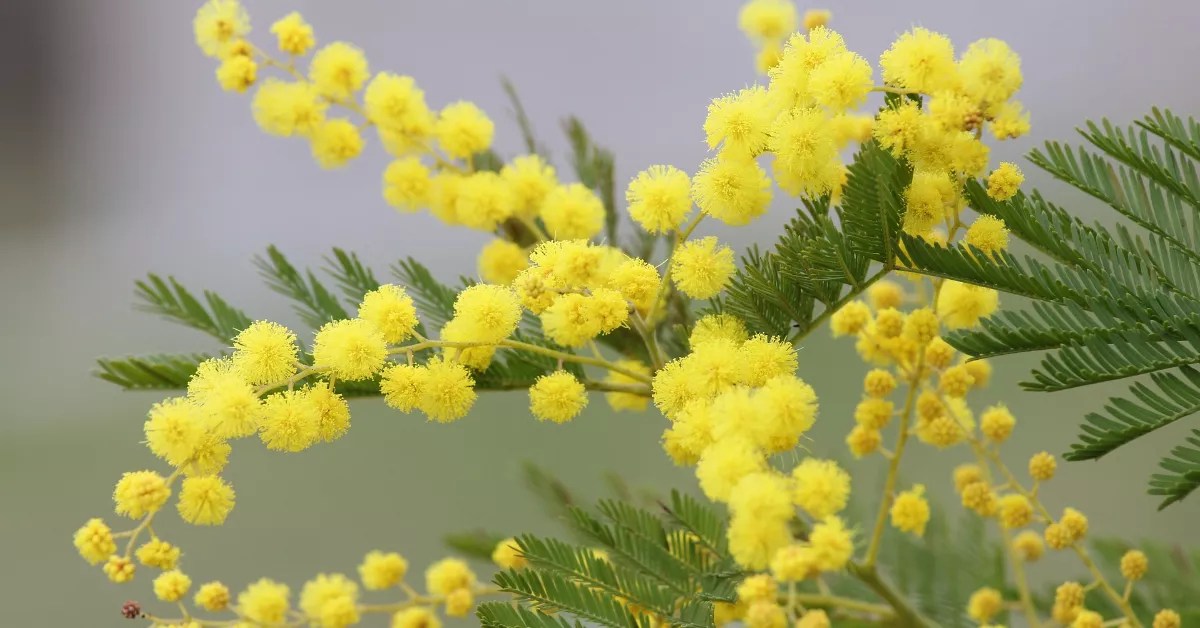 Mimosa Magic Revolutionizing Perfumery with Floral Notes